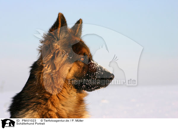 Schferhund Portrait / PM-01023