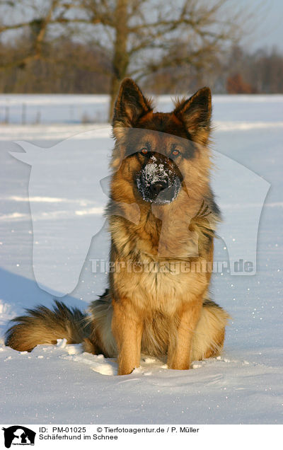 Sch�ferhund im Schnee / German Shepherd in snow / PM-01025