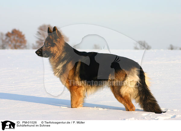 Schferhund im Schnee / German Shepherd in snow / PM-01026