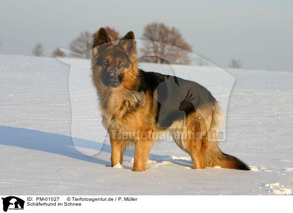 Schferhund im Schnee / PM-01027