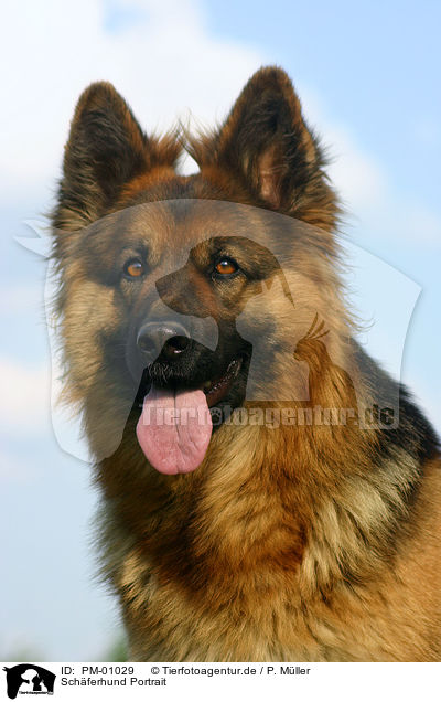 Schferhund Portrait / PM-01029
