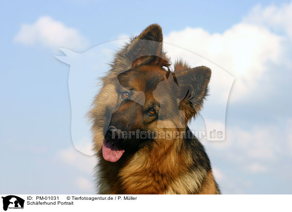 Schferhund Portrait / PM-01031