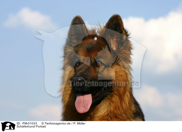 Schferhund Portrait / PM-01033