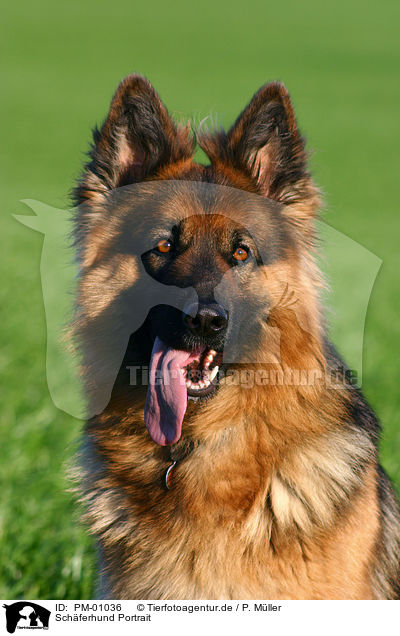 Schferhund Portrait / PM-01036