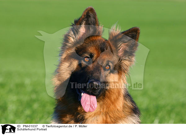 Schferhund Portrait / PM-01037