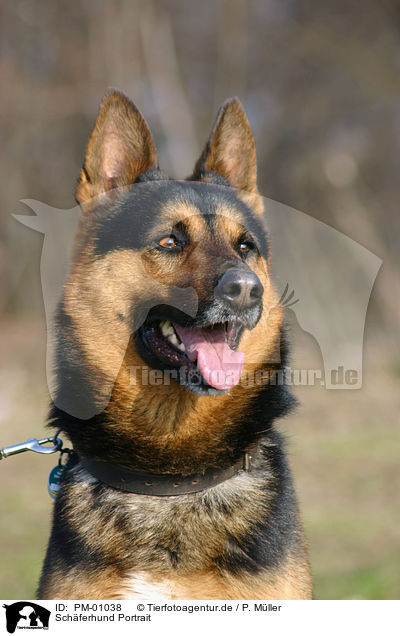 Schferhund Portrait / German Shepherd Portrait / PM-01038