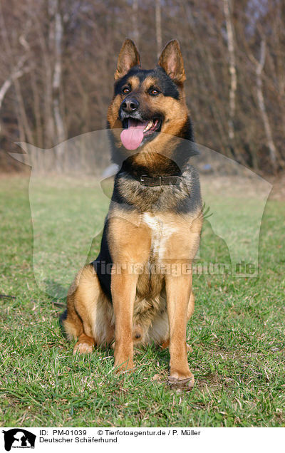 Deutscher Schferhund / German Shepherd / PM-01039