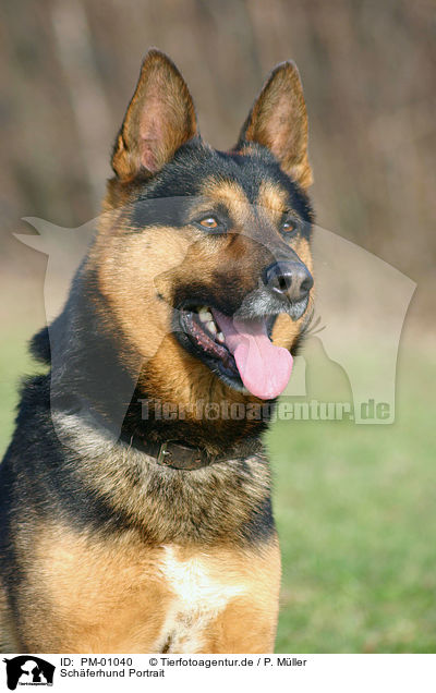 Schferhund Portrait / German Shepherd Portrait / PM-01040