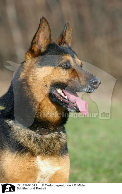 Schferhund Portrait / German Shepherd Portrait / PM-01041