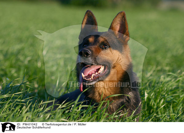 Deutscher Schferhund / PM-01042