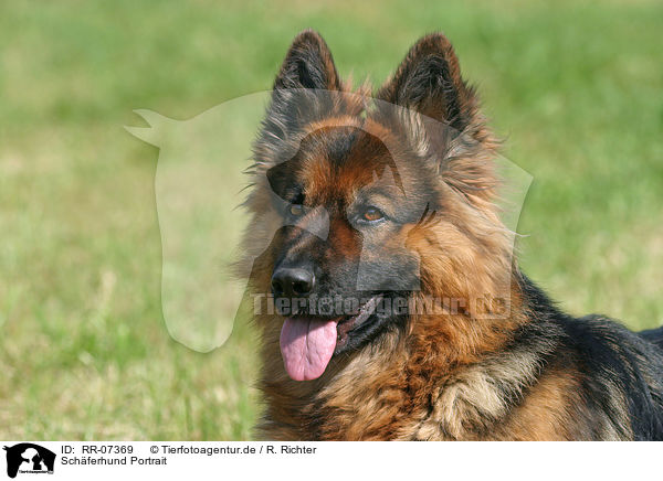 Schferhund Portrait / german shepherd portrait / RR-07369