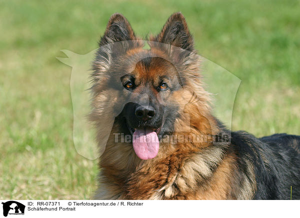 Schferhund Portrait / german shepherd portrait / RR-07371