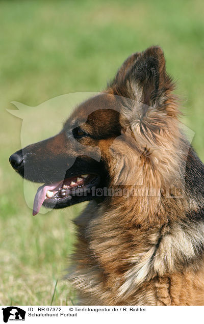 Schferhund Portrait / RR-07372