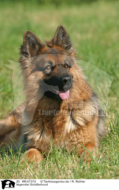 liegender Schferhund / RR-07374