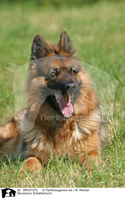 Deutscher Schferhund / RR-07375