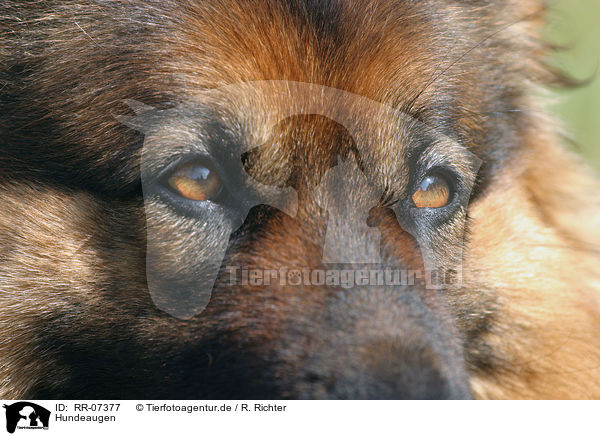 Hundeaugen / dog eyes / RR-07377