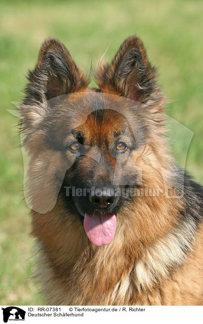 Deutscher Schferhund / RR-07381