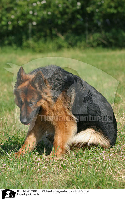 Hund juckt sich / german shepherd / RR-07382