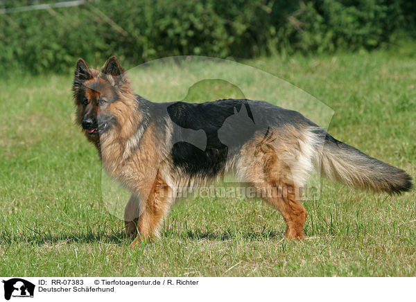 Deutscher Schferhund / German Shepherd / RR-07383