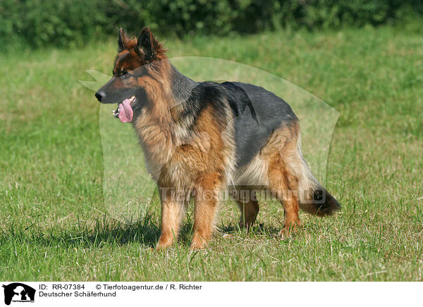 Deutscher Schferhund / German Shepherd / RR-07384