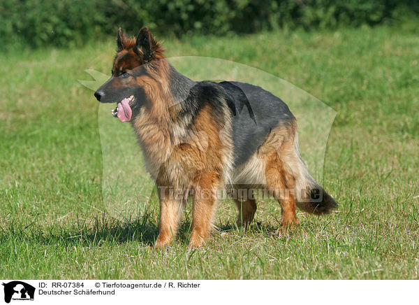 Deutscher Schferhund / RR-07384