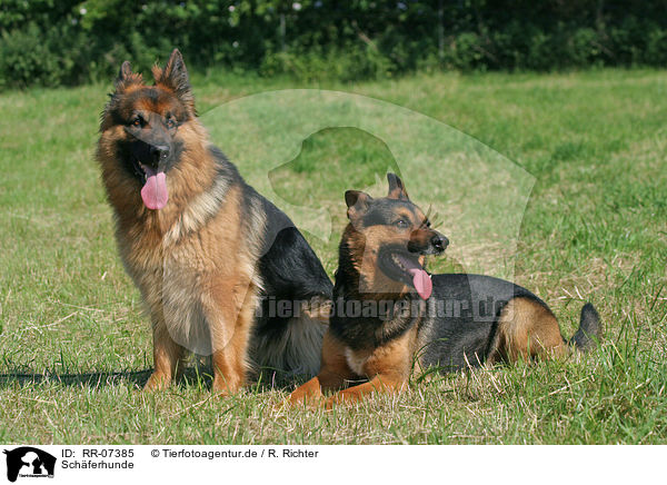 Schferhunde / german shepherds / RR-07385