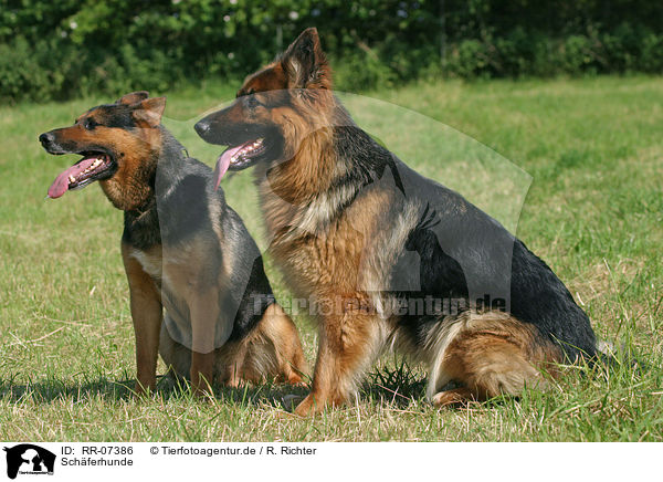 Schferhunde / german shepherds / RR-07386