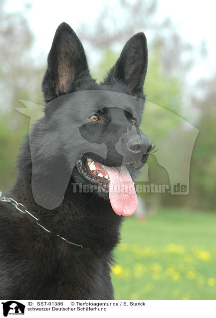 schwarzer Deutscher Sch�ferhund / black german shepherd / SST-01386