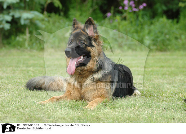 Deutscher Sch�ferhund / German Shepherd / SST-01387