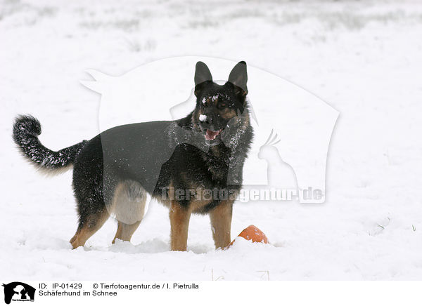 Schferhund im Schnee / IP-01429