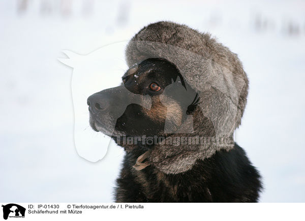 Schferhund mit Mtze / IP-01430
