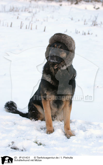 Schferhund mit Mtze / shepherd with cap / IP-01431