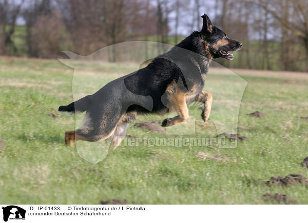 rennender Deutscher Schferhund / IP-01433