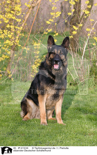 sitzender Deutscher Schferhund / sitting german shepherd / IP-01434