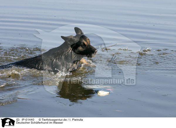 Deutscher Schferhund im Wasser / IP-01440