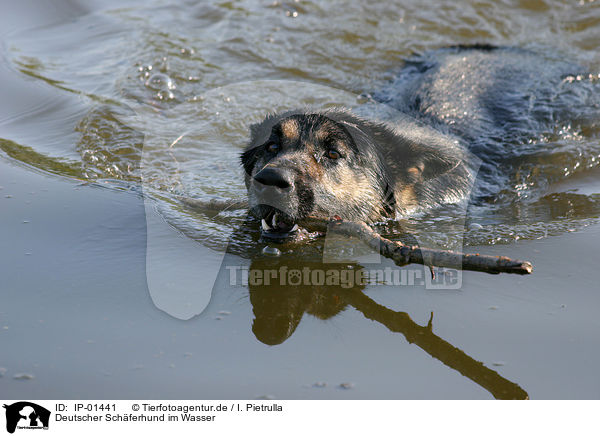 Deutscher Schferhund im Wasser / IP-01441