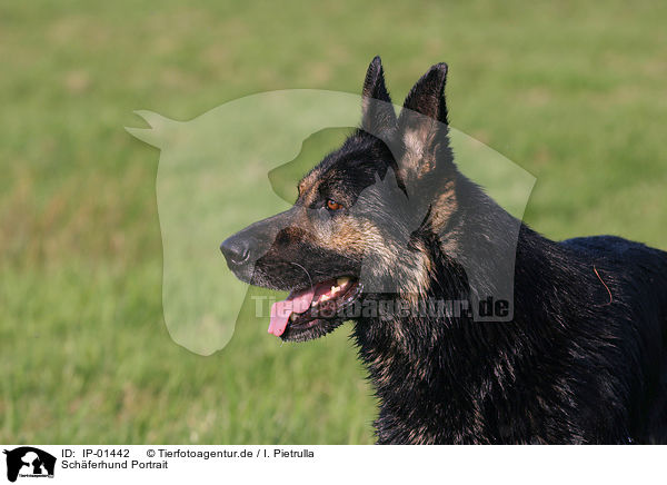 Schferhund Portrait / shepherd portrait / IP-01442