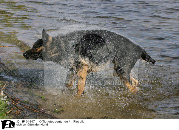 sich sch�ttelnder Hund / shaking dog / IP-01447