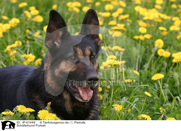 Sch�ferhund Portrait / shepherd portrait / IP-01449