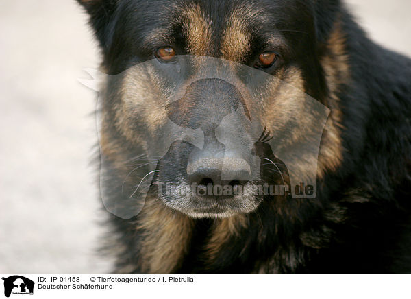 Deutscher Schferhund / German Shepherd / IP-01458