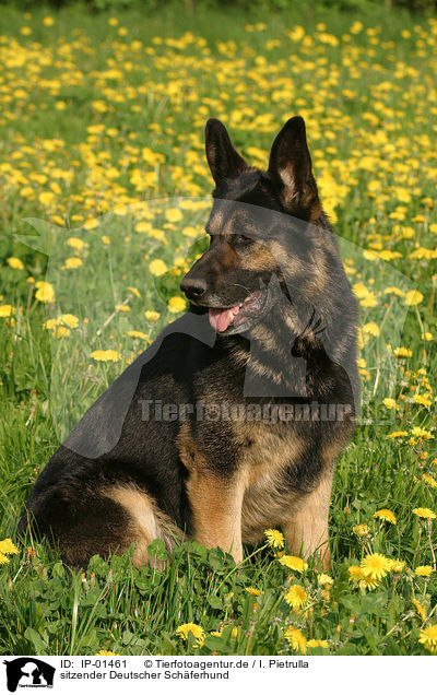 sitzender Deutscher Sch�ferhund / sitting german shepherd / IP-01461