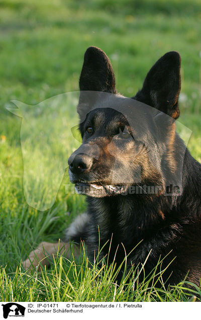Deutscher Sch�ferhund / German Shepherd / IP-01471