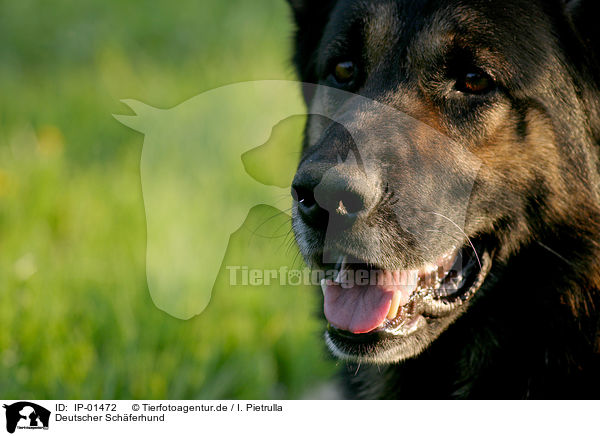 Deutscher Sch�ferhund / German Shepherd / IP-01472