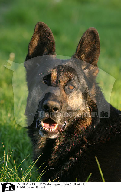 Schferhund Portrait / shepherd portrait / IP-01473