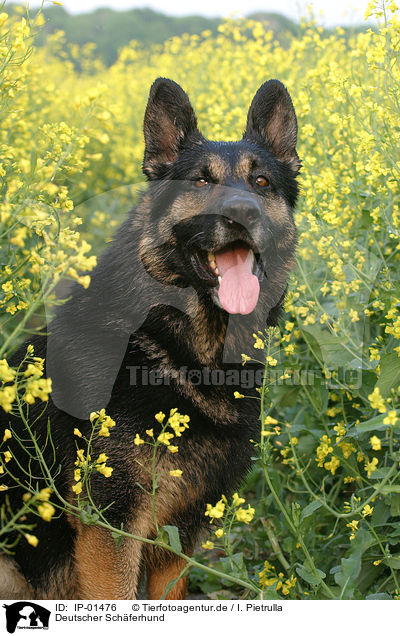 Deutscher Sch�ferhund / German Shepherd / IP-01476