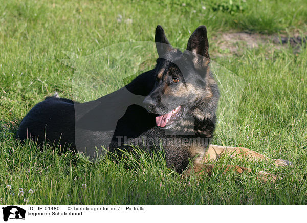liegender Sch�ferhund / lying shepherd / IP-01480
