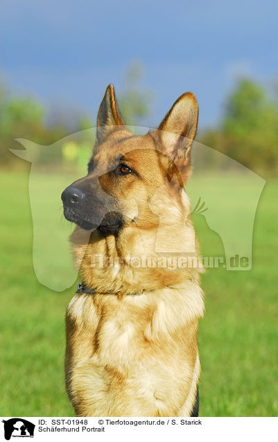 Schferhund Portrait / shepherd portrait / SST-01948
