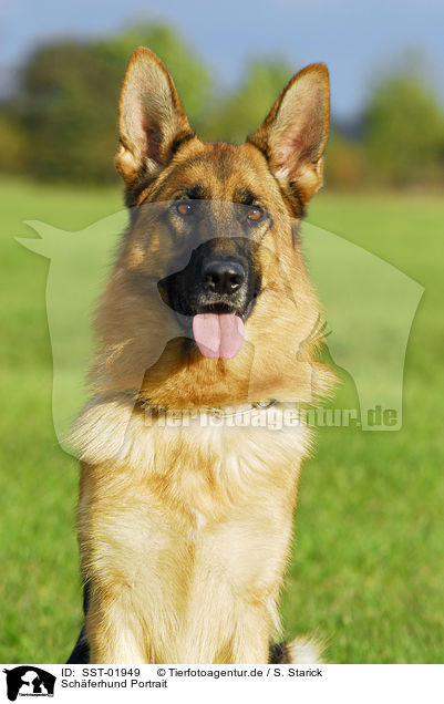 Schferhund Portrait / SST-01949