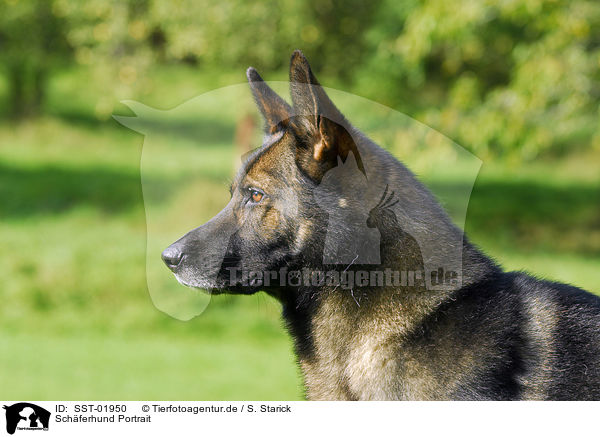 Schferhund Portrait / shepherd portrait / SST-01950