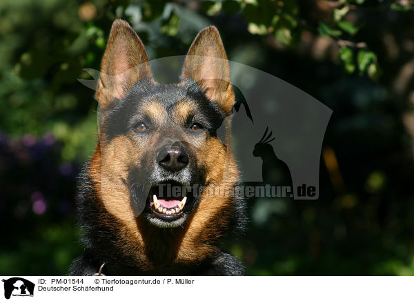 Deutscher Schferhund / German Shepherd / PM-01544